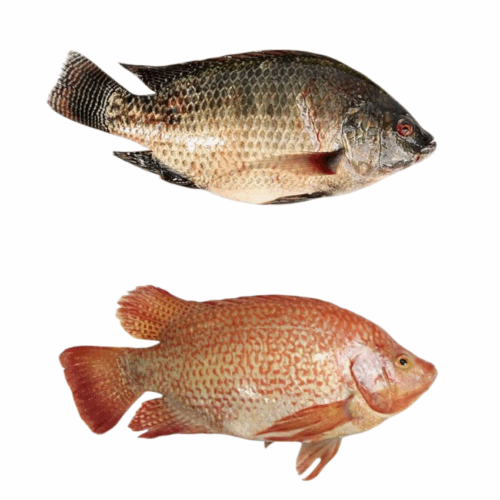 What is Red Tilapia? Characteristics, Growth, and Processing