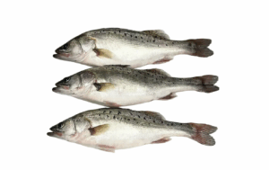 Fresh whole seabass (3 pieces) – plump, glossy silver bodies with natural dark spots, indicating freshness; perfect for steaming, grilling, or pan-frying, premium seafood product