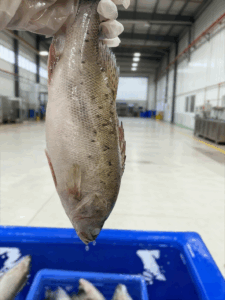 Seabass Lateolabrax Japonicus