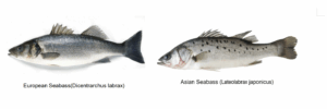 Comparison of European seabass (Dicentrarchus labrax) and Asian seabass (Lateolabrax japonicus))