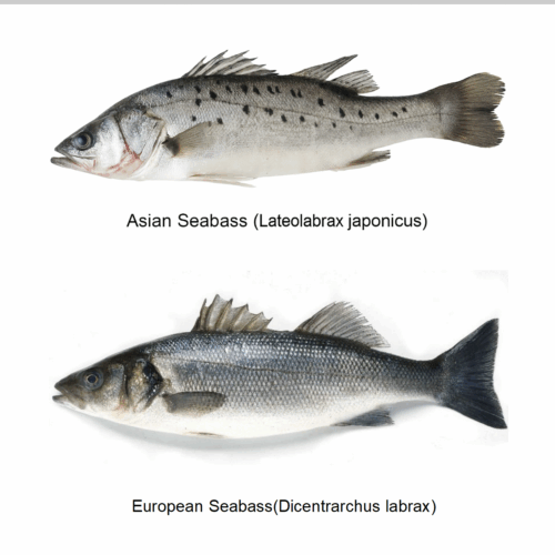 European Seabass vs. Asian Seabass