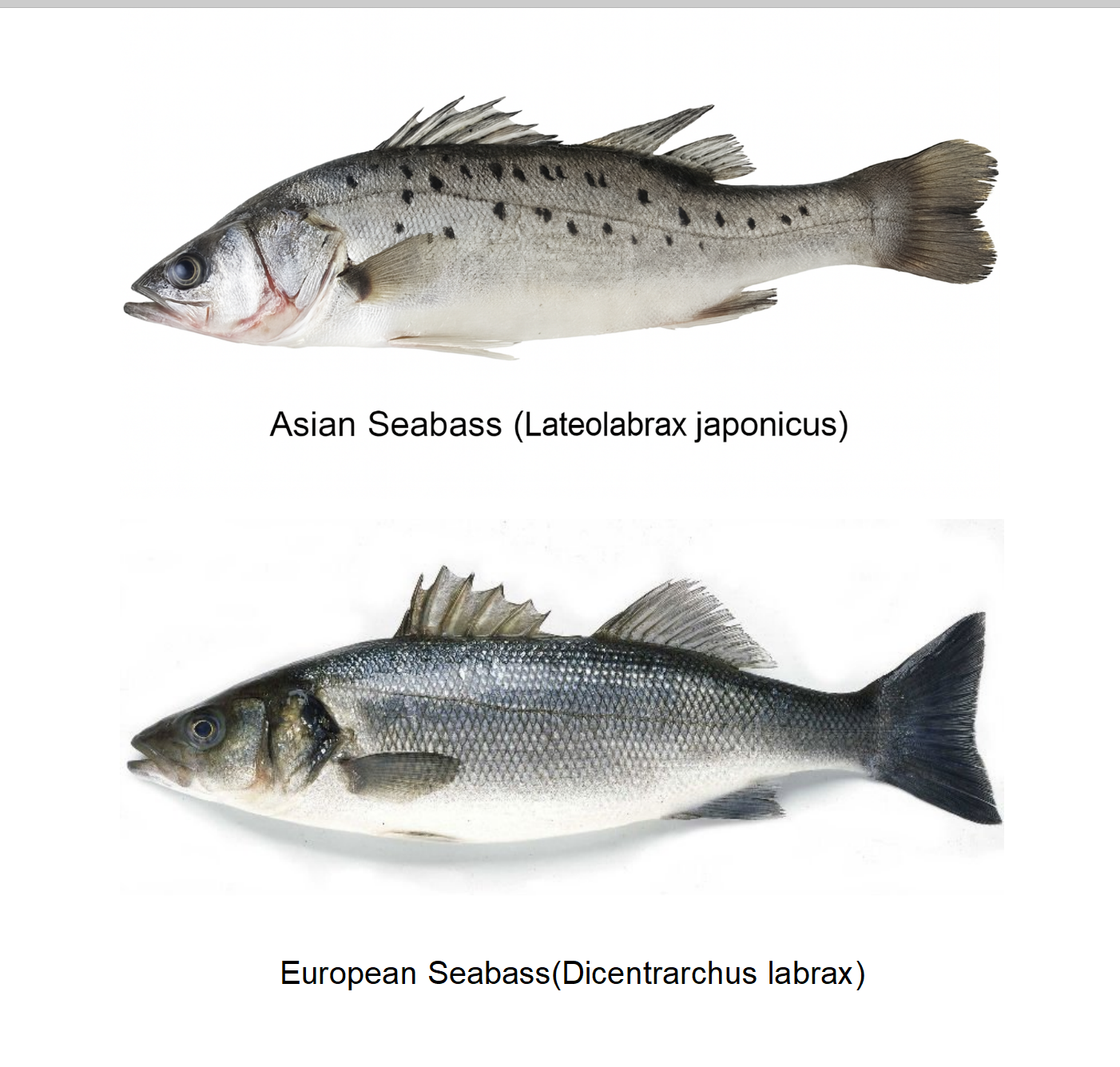 Comparison of European seabass (Dicentrarchus labrax) and Asian seabass (Lateolabrax japonicus)