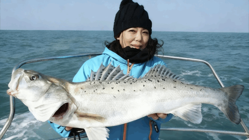 Fresh, high-quality whole sea bass for processing