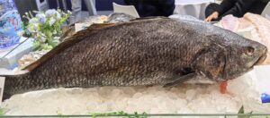 Frozen Brown Croaker (Protonibea diacanthus) from Zhuhai Chenghuifeng Agricultural Science and Technology Co., Ltd — premium quality seafood with HACCP, BAP, and EU certifications.