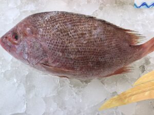 Frozen red snapper from Zhuhai Chenghuifeng Agricultural Science and Technology Co., Ltd — premium quality seafood with HACCP, BAP, and EU certifications.