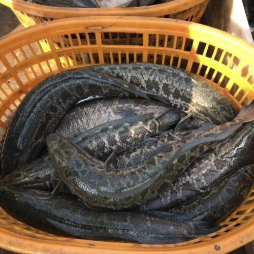Aquatic Fish Market Report 2025 | Snakehead Fish (Toman Slice / 黑鱼片) Price Drop & Export Opportunities