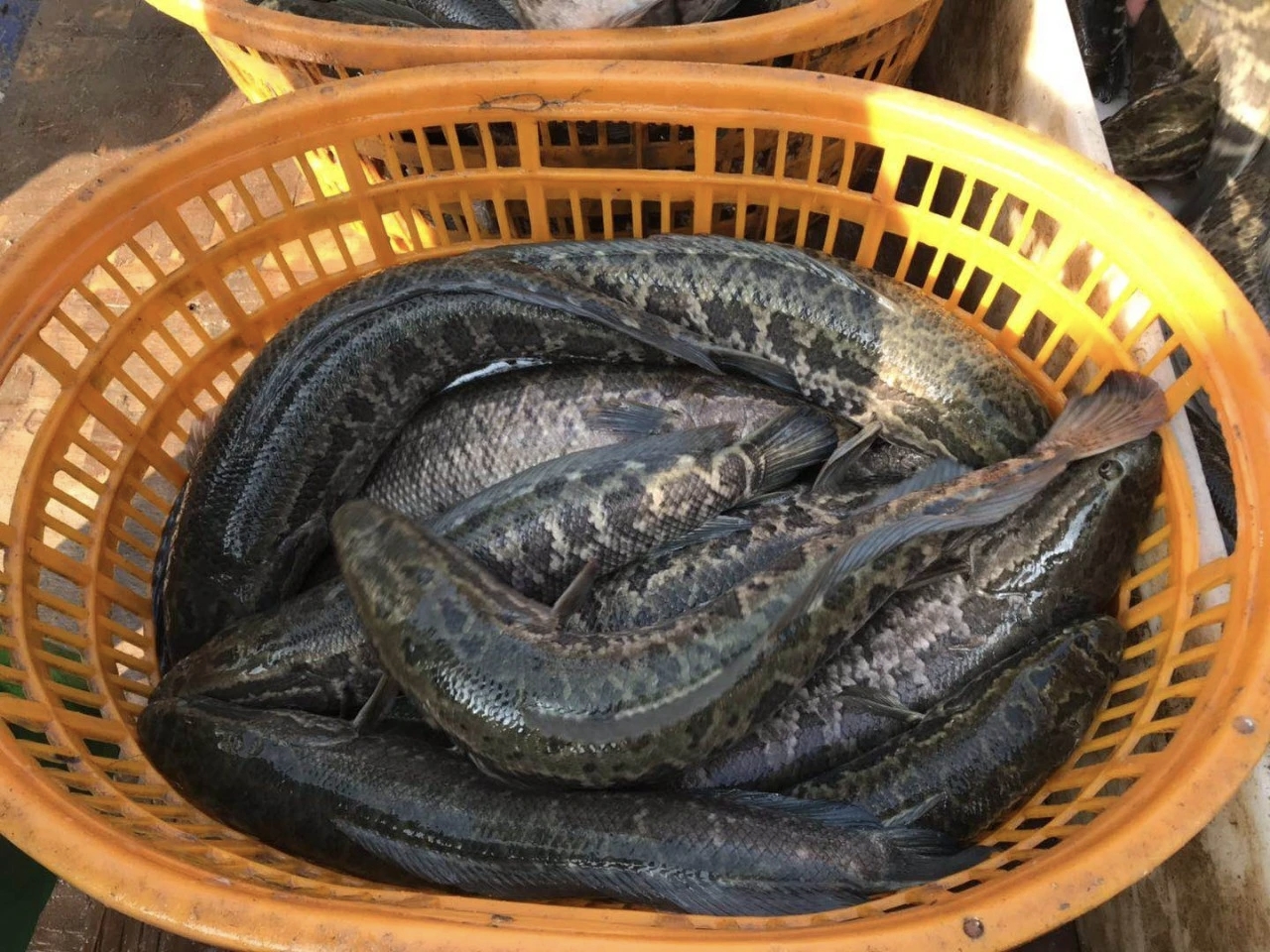 Whole Snakehead Fish (生鱼 / Toman) for aquaculture and seafood export