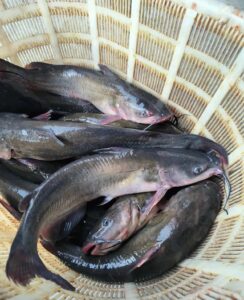 China Freshwater Fish Market Price Report – Channel Catfish December 7, 2025