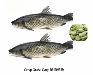 Crisp Grass Carp Produced by Feeding Grass Carp with Fava Beans