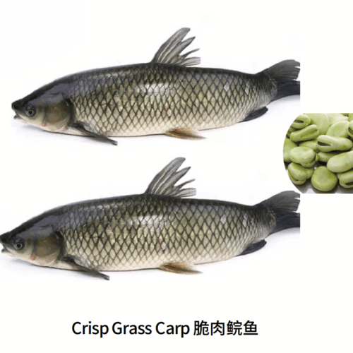 What Is Crisp Grass Carp? Science, Farming Practice & Culinary Potential