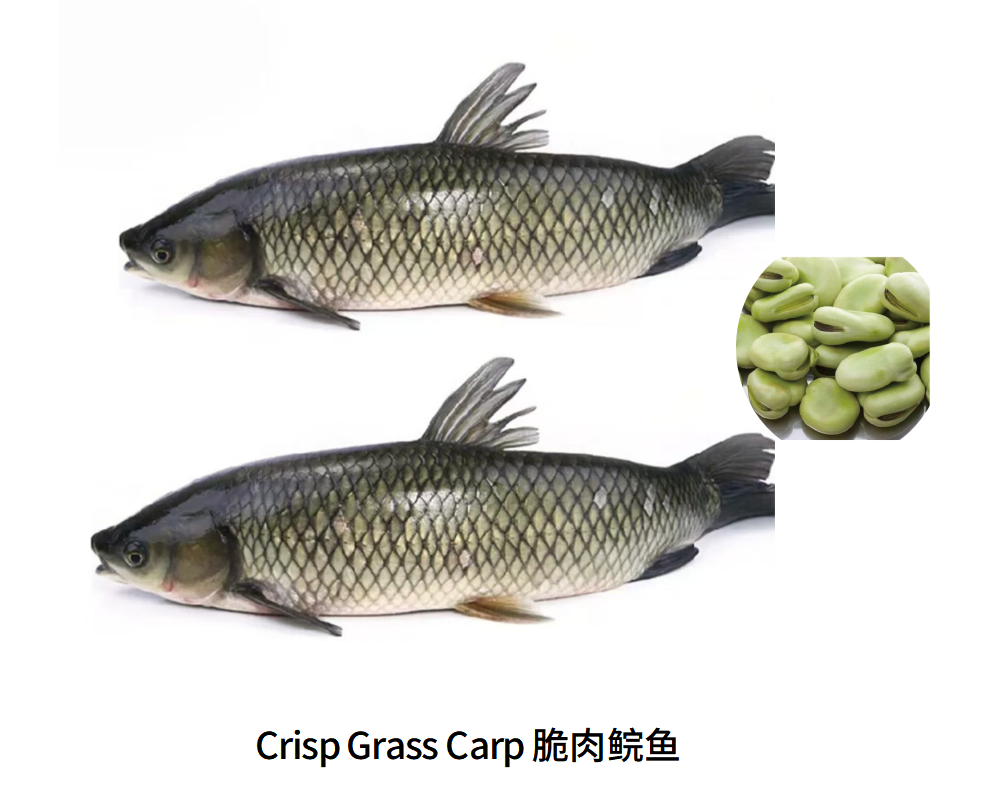 Crisp Grass Carp Produced by Feeding Grass Carp with Fava Beans