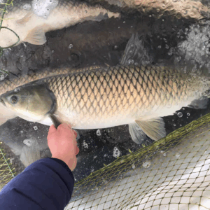 China Freshwater Fish Market Price Report – Grass Carp December 7, 2025