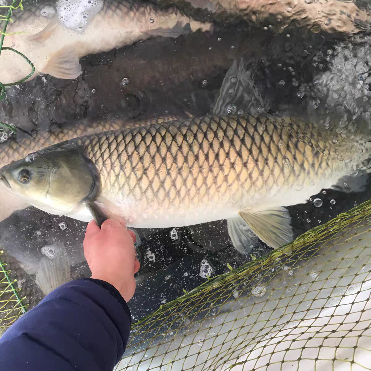 China Freshwater Fish Market Price Report – Grass Carp December 7, 2025