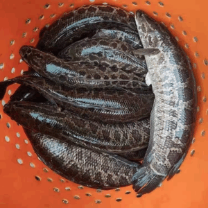 China Freshwater Fish Market Price Report – Snakehead Fish December 7, 2025