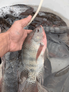 China Freshwater Fish Market Price Report – Tilapia December 7, 2025