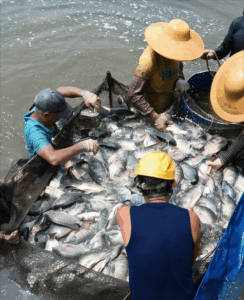 china-tilapia-harvest