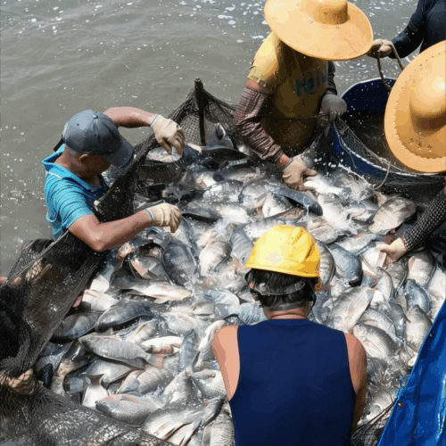 China Tilapia Market Outlook 2026: Export Data, Price Trends and Global Supply Analysis