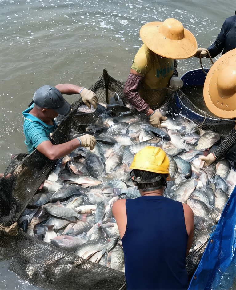 china-tilapia-harvest