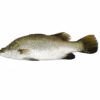 farmed Barramundi whole fish (Lates calcarifer) from China