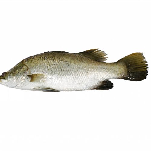 farmed Barramundi whole fish (Lates calcarifer) from China