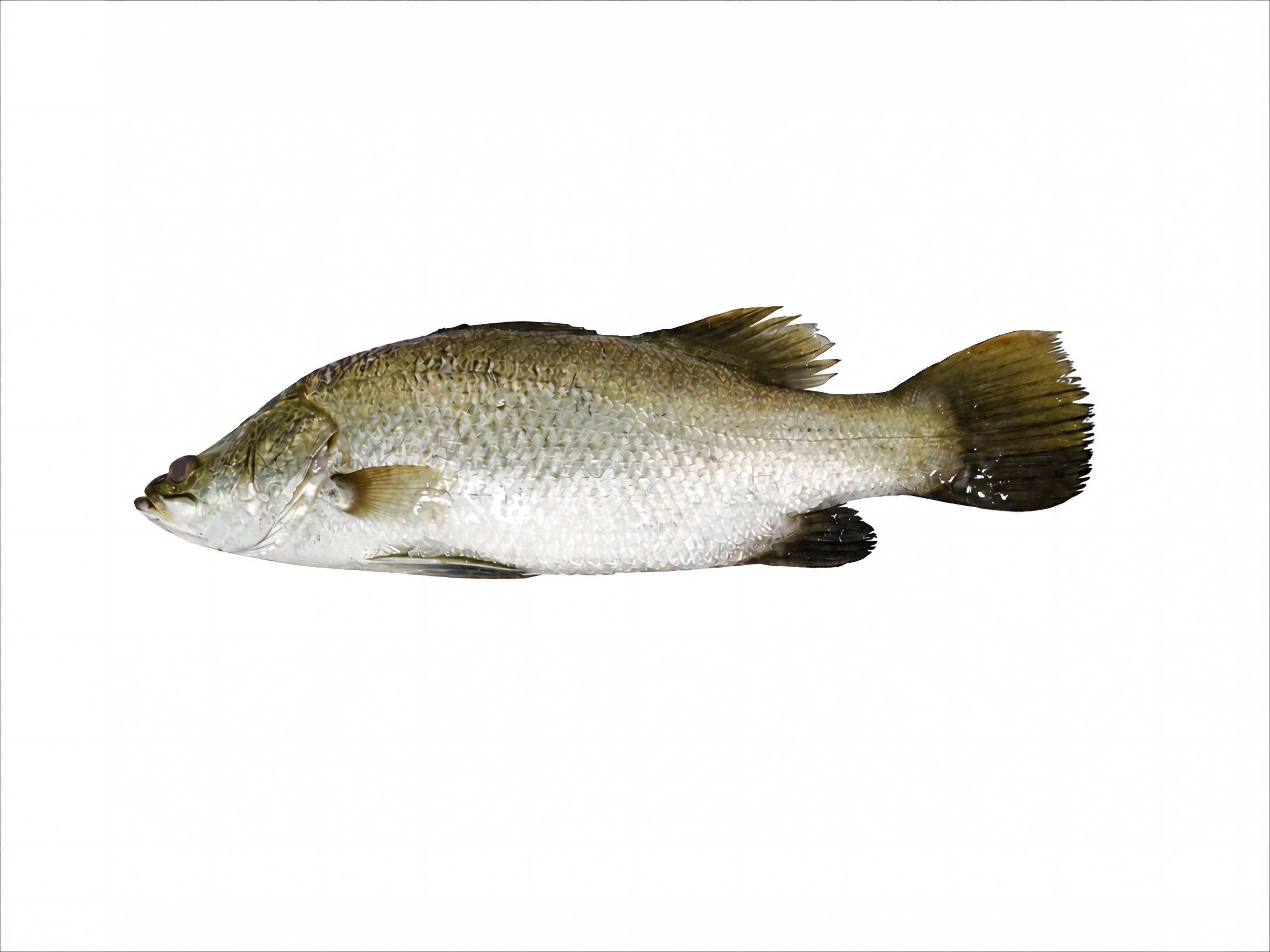 Barramundi from China farmed Barramundi whole fish (Lates calcarifer) from China
