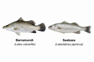 Barramundi vs Japanese Seabass