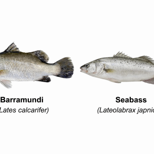 Barramundi vs Sea Bass: What Is the Difference Between These Popular Fish?
