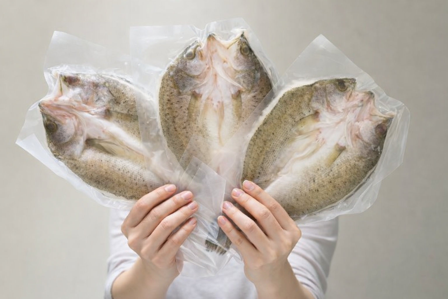 Spotted Sea Bass Lateolabrax Japonicus from Zhuhai Baijiao ,China