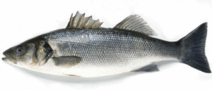 Branzino Supplier-Best Alternative to Mediterranean Seabass