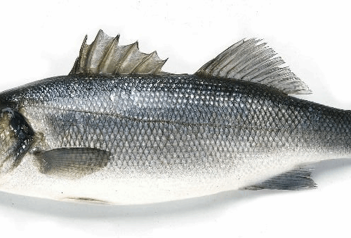 Branzino Supplier: Best Alternative to Mediterranean Seabass