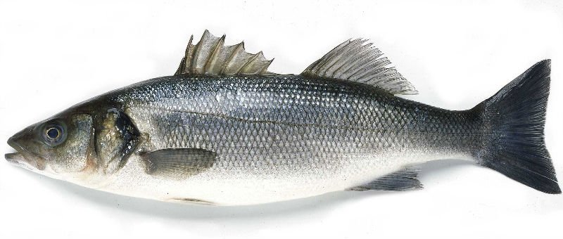 Branzino Supplier-Best Alternative to Mediterranean Seabass