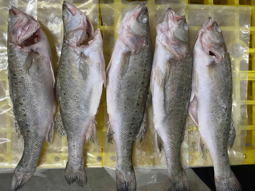 Frozen Japanese Seabass Lateolabrax japonicus factory Zhuhai