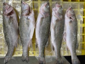 Frozen Japanese Seabass Lateolabrax japonicus factory Zhuhai