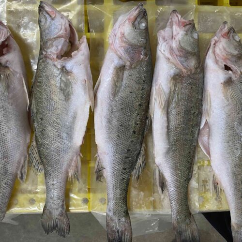 Market Update: South China Sea Fishing Moratorium 2026 and Japanese Seabass (Lateolabrax japonicus) Supply