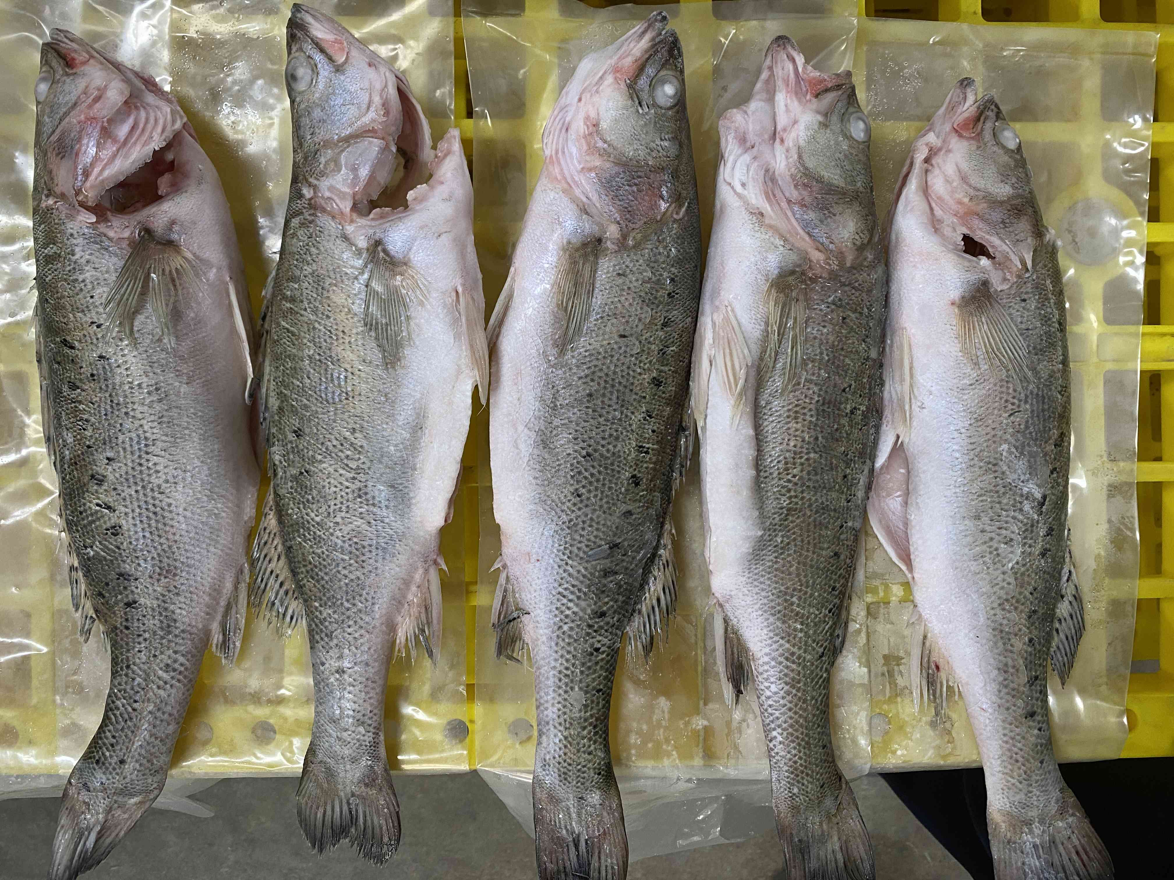 Frozen Japanese Seabass Lateolabrax japonicus factory Zhuhai