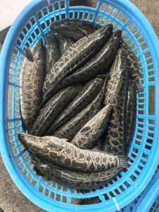 Chinese black fish snakehead fish (Sheng Yu) for frozen processing