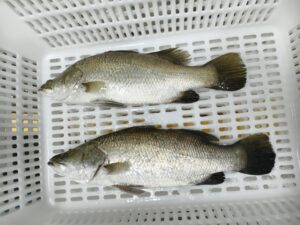 barramundi-farming-lates-calcarifer-china