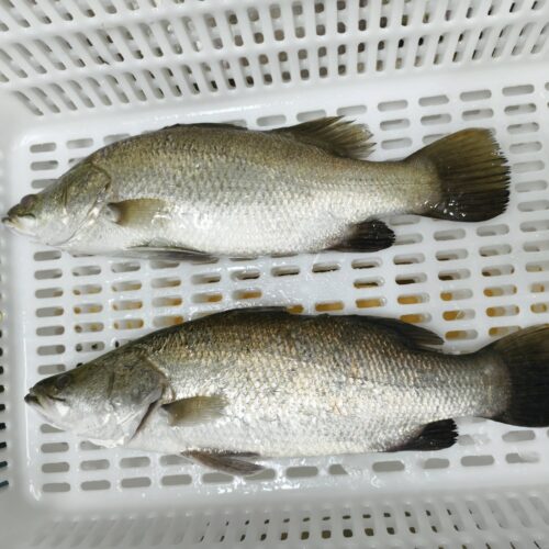 barramundi-farming-lates-calcarifer-china