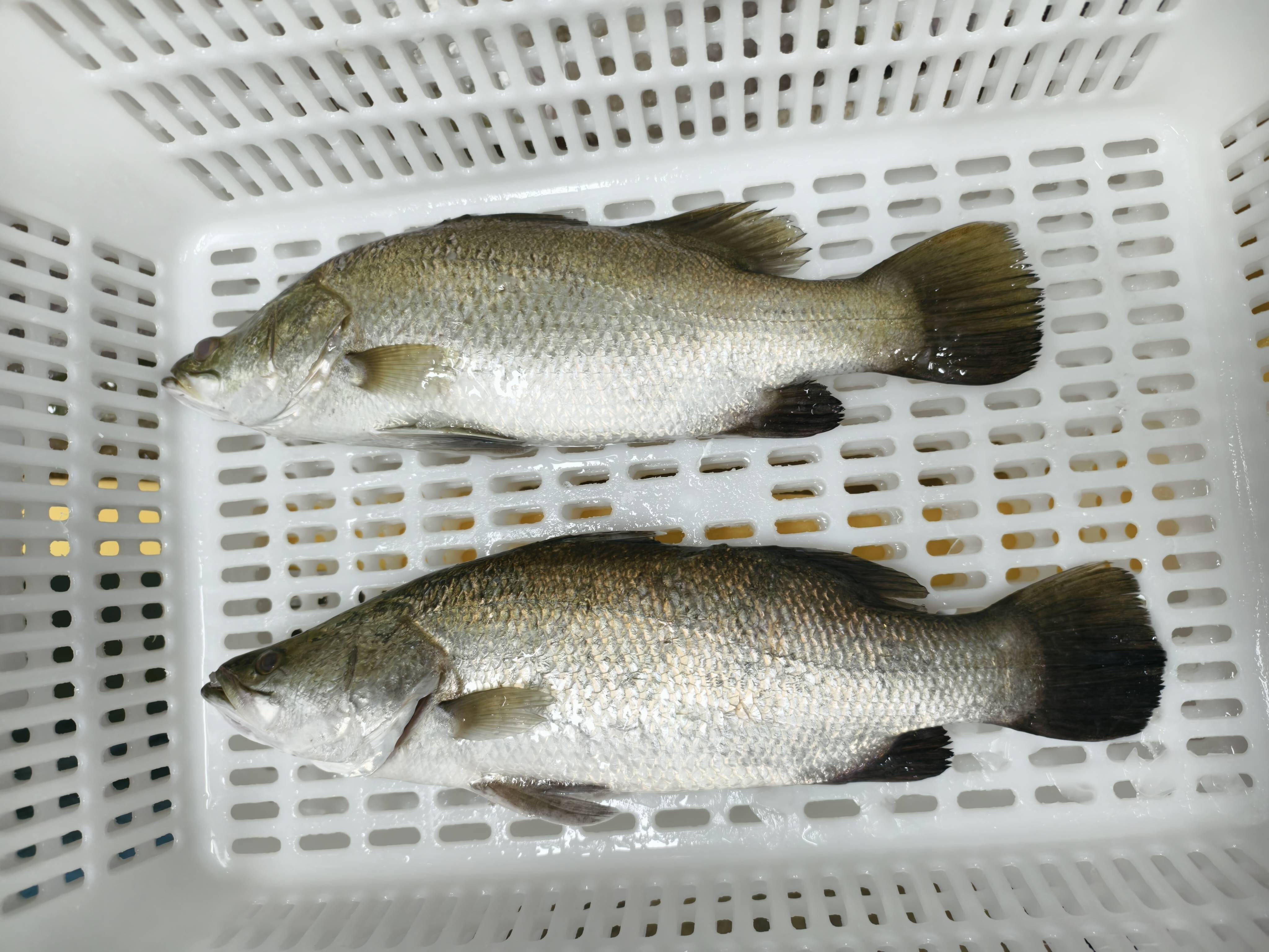 barramundi-farming-lates-calcarifer-china (3) barramundi-farming-lates-calcarifer-china