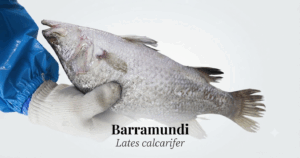 Farmed Barramundi Lates calcarifer supplier from China