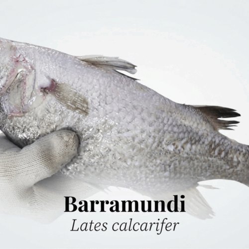 Frozen Barramundi Fillets (Lates calcarifer) – A Sustainable Seafood Choice from China