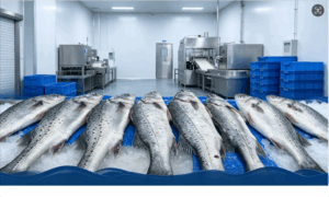 China aquaculture Asian seabass and barramundi seafood processing